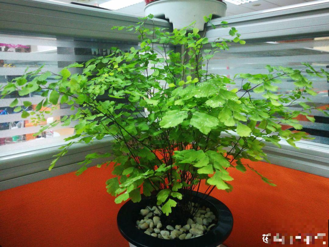 秋季容易“口渴”的花，多喷水少浇水，叶子绿得直滴油！
