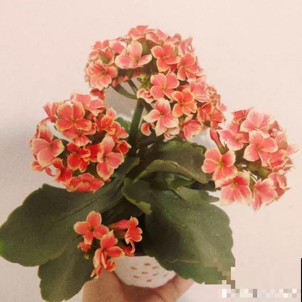 年纪大了，就养这6种寿星花，健康养身心