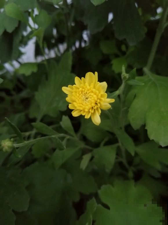 九月桂花飘香，阳台养盆，花一开满屋飘香！