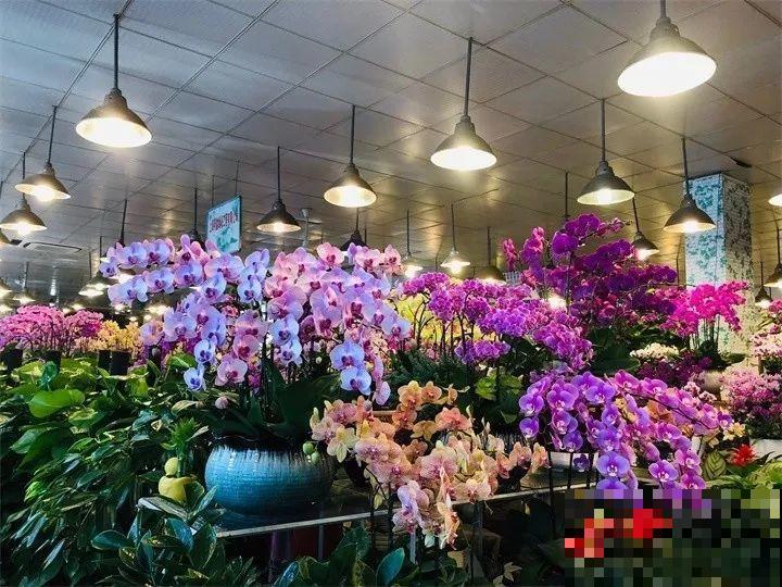 买花容易挑花眼？带本秘籍走，喜欢的花一盆也不落！