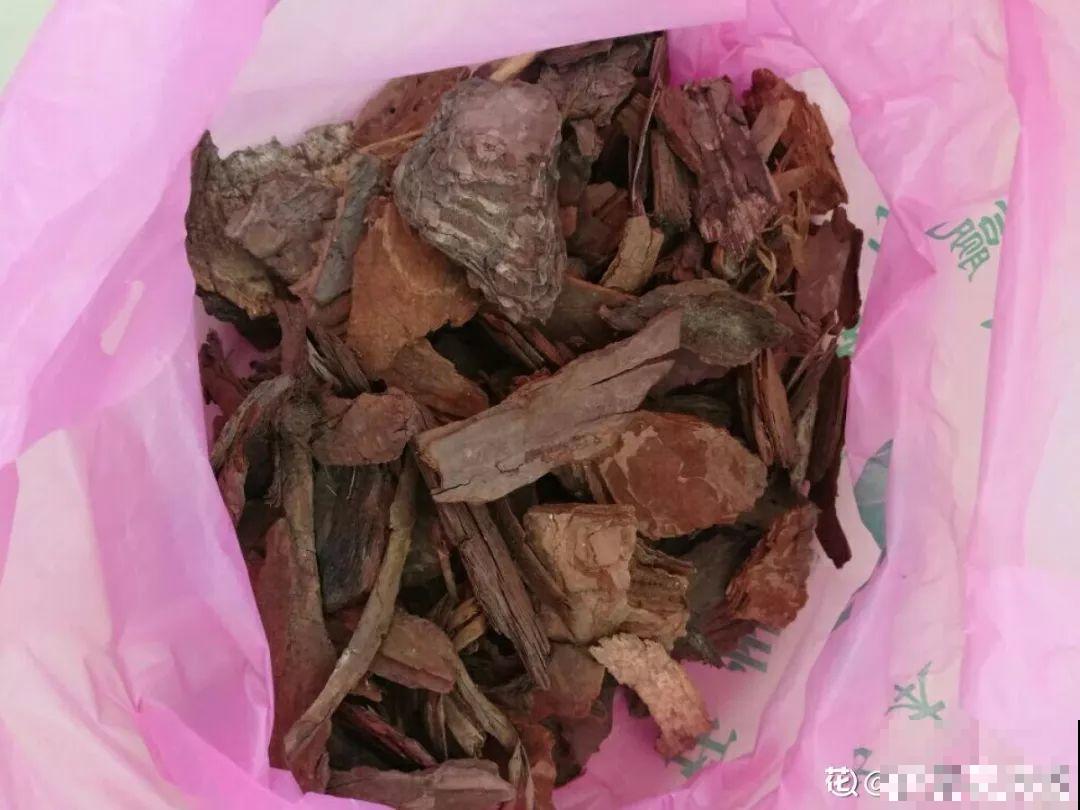 花盆里垫点它，浇点水就疯长，大白根挤满盆！