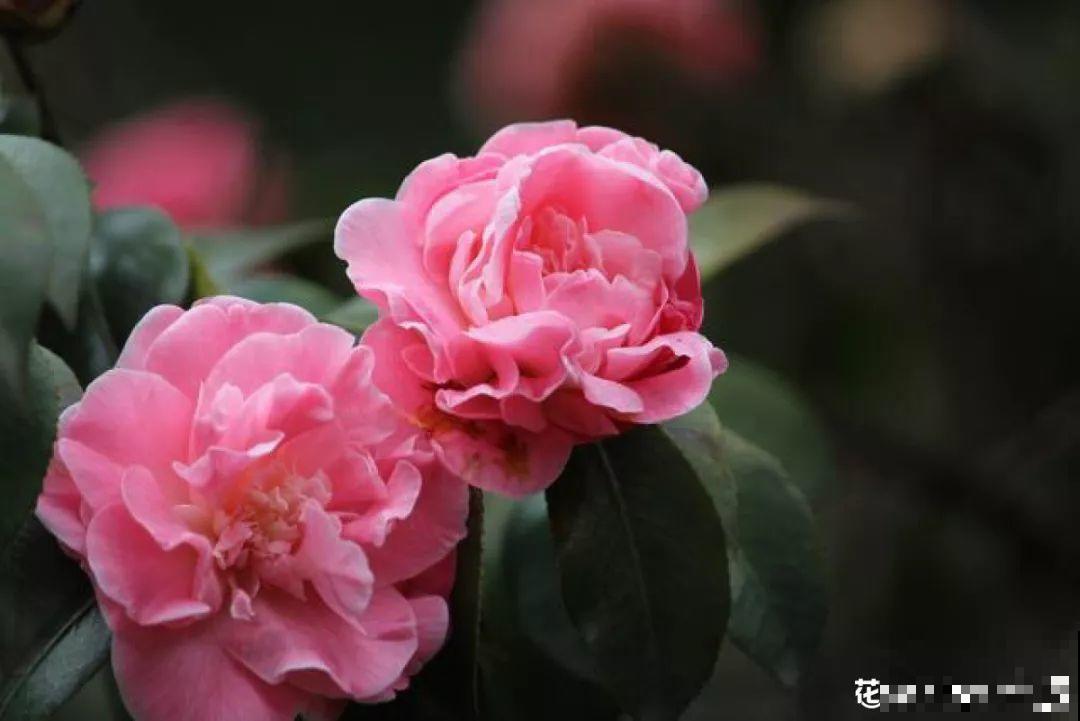 这10种花，看一眼就爱上，逛花市怎么能不买一盆！