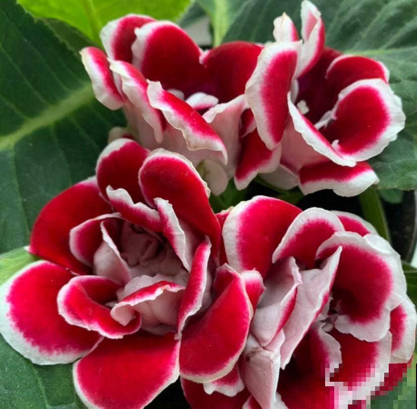 家里的这些花浇水要正确，你是否在家这样浇？难怪花会活不下去！