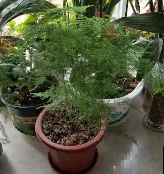 这花偏在秋天矫情，风一吹就黄叶，能不能治好就看现在！