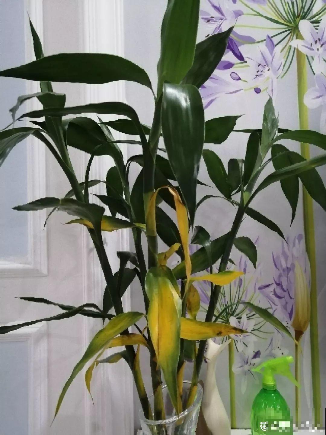 这花寓意极好，十块钱一捆，插水里就能活！
