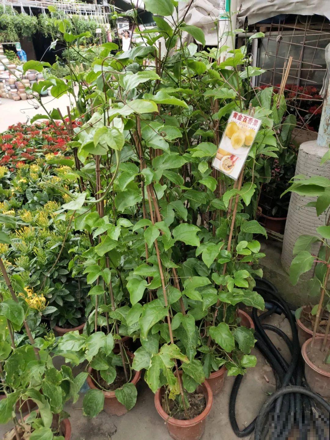 9月份逛花市，这花最好看、最好养，放心抱回家！