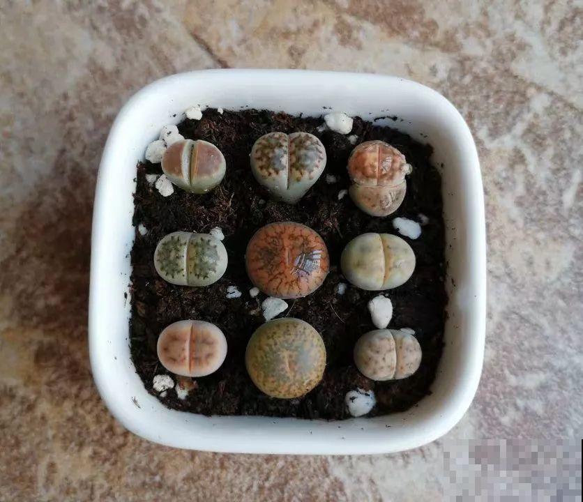 秋天必养的多肉，太阳一晒真透亮，半月养成小胖墩！