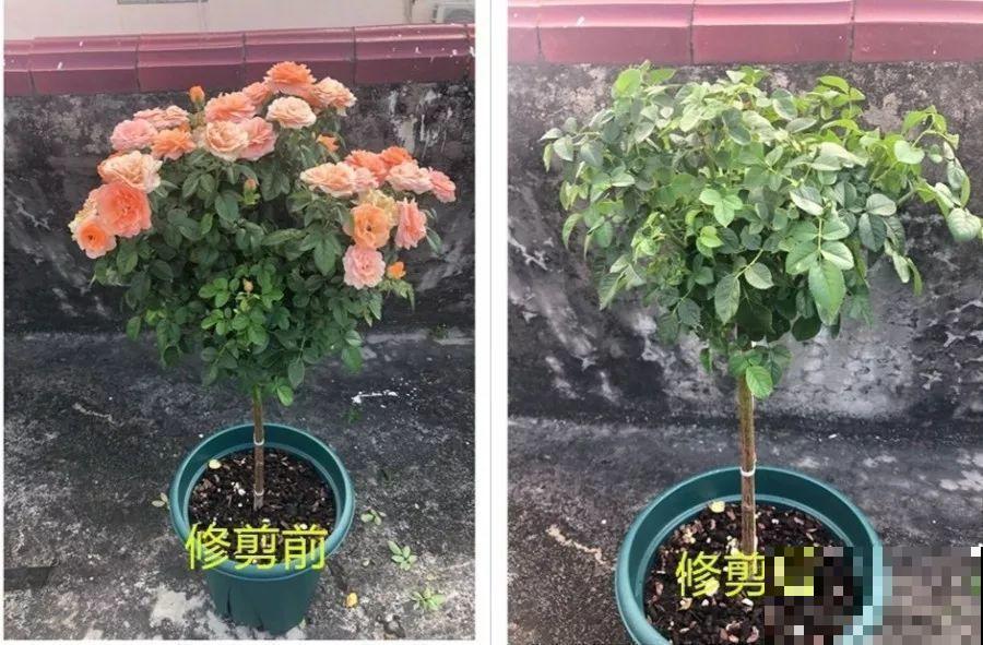 妈妈在门口插个枝，10天爆出大白根，3年窜满整面墙！