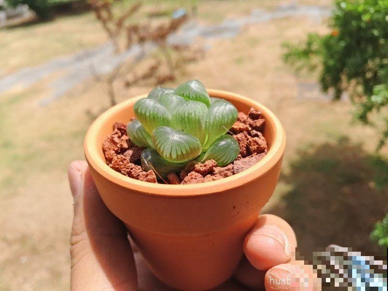 这种多肉，花盆比拇指还小，1月长成小老桩！