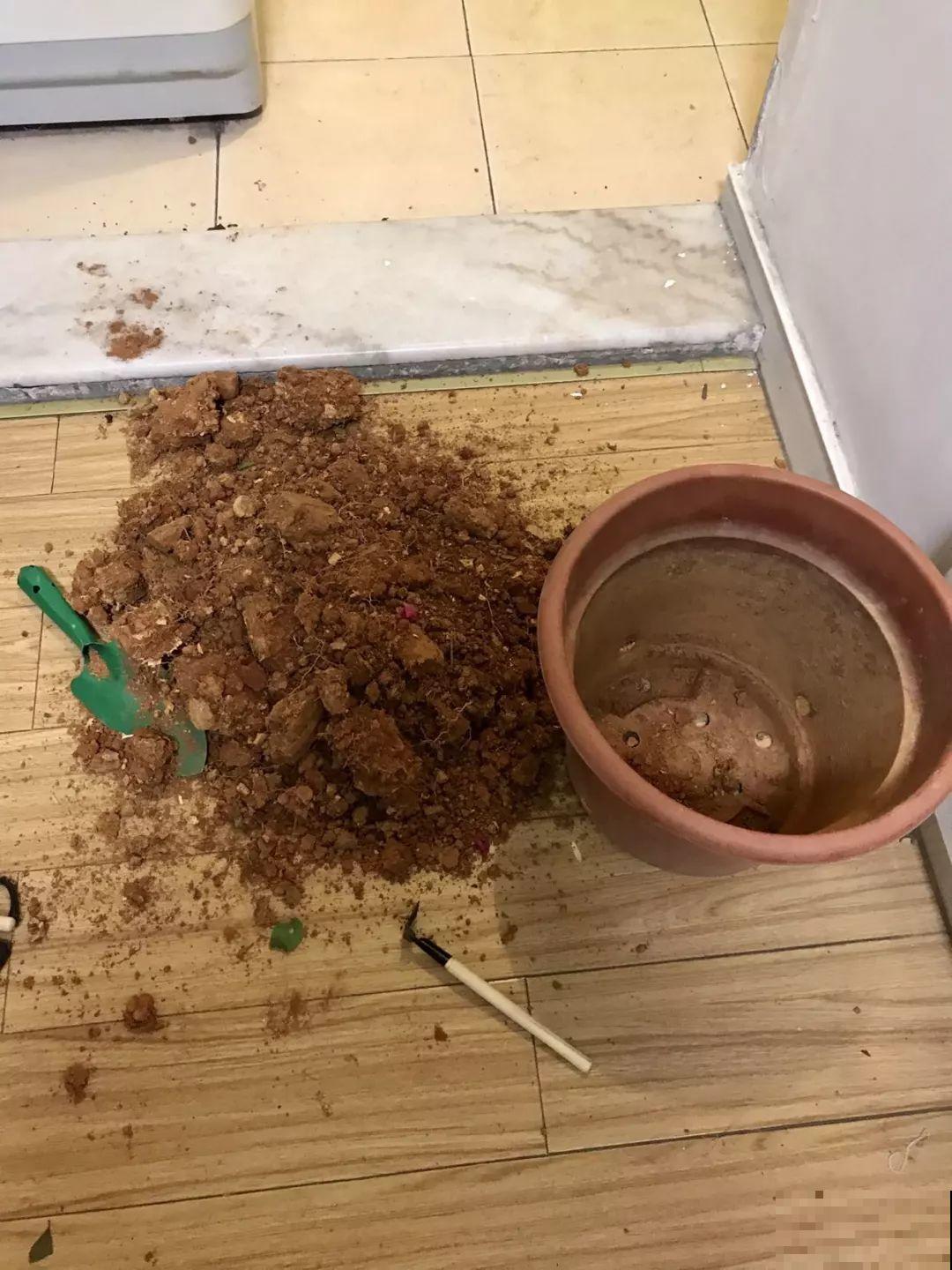 买回来就死翘翘，注意好这一点，开得比花店里还好