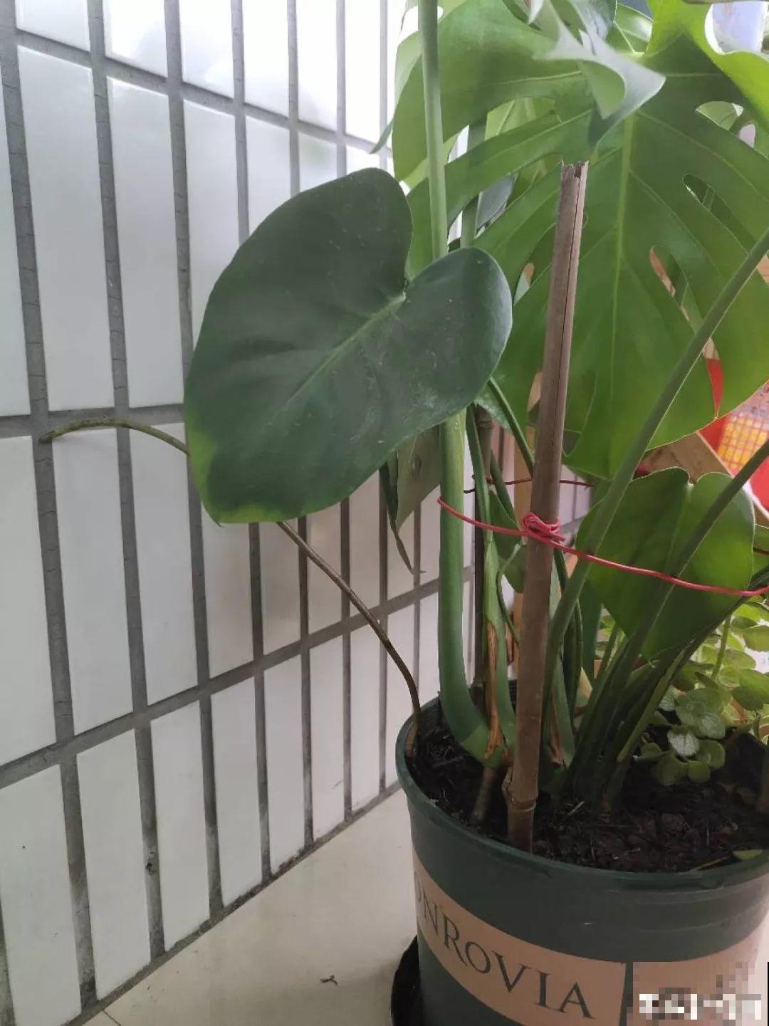 花上长出这种根，别着急剪，有了它花越长越旺盛！
