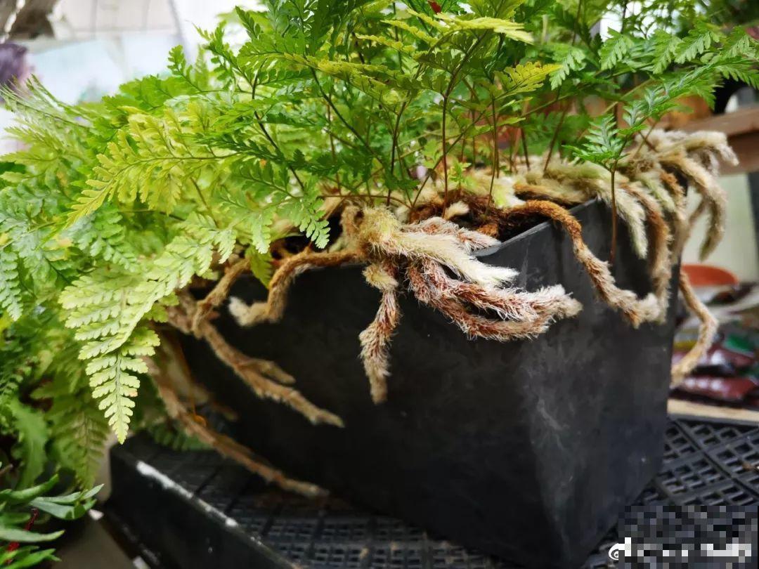 这6种有趣花，长了一圈小尾巴，谁看了都想摸！