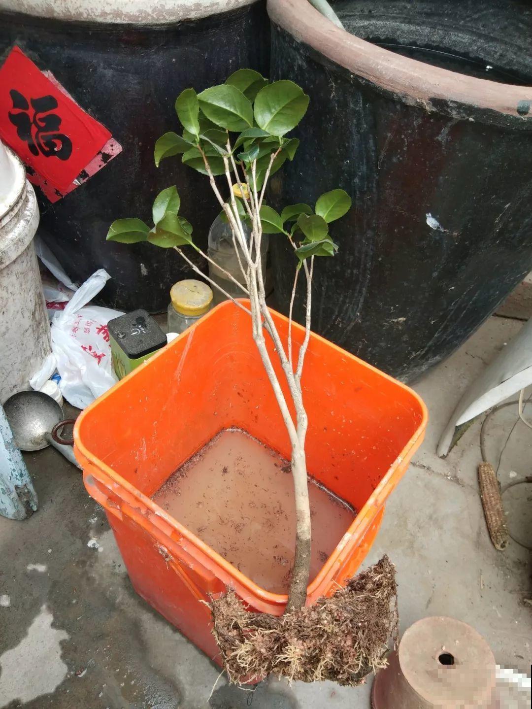 买回来就死翘翘，注意好这一点，开得比花店里还好
