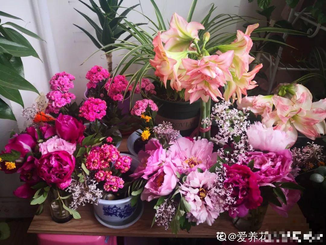 在家养花，这4点得弄明白，不然啥花也能毁在你手里！