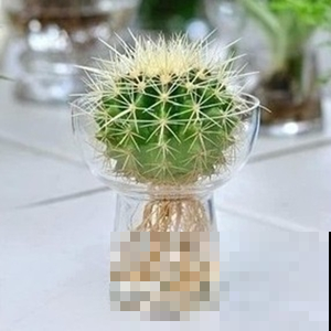 这几种多肉植物竟然可以水培，轻松就能养，不用像土培那么麻烦！