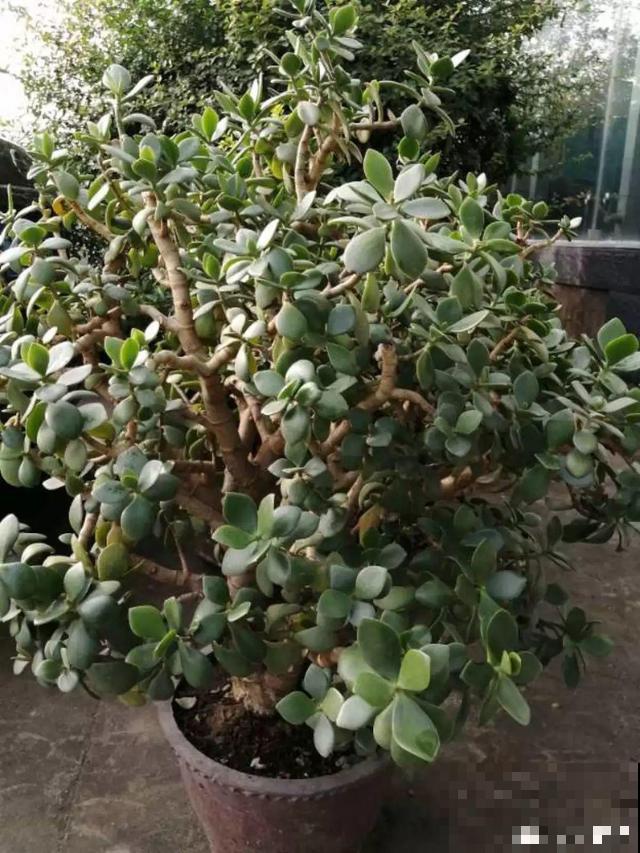 这花杆子比胳膊粗，砍一段就生根，1个月变老桩