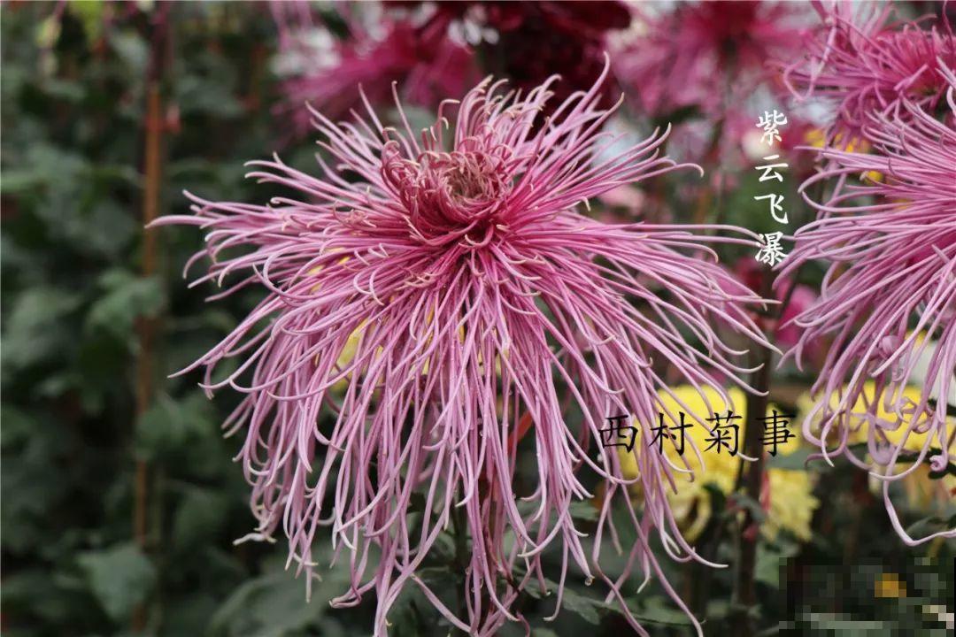秋天啥花都可以不养，唯独这1种，100盆都不嫌多！