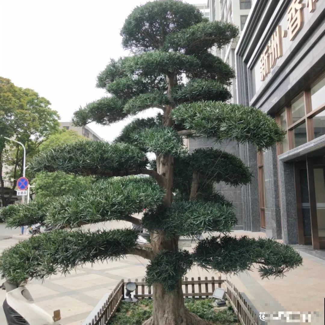 家里种棵守家树，夏天乘凉秋天结果，越养越有福气！