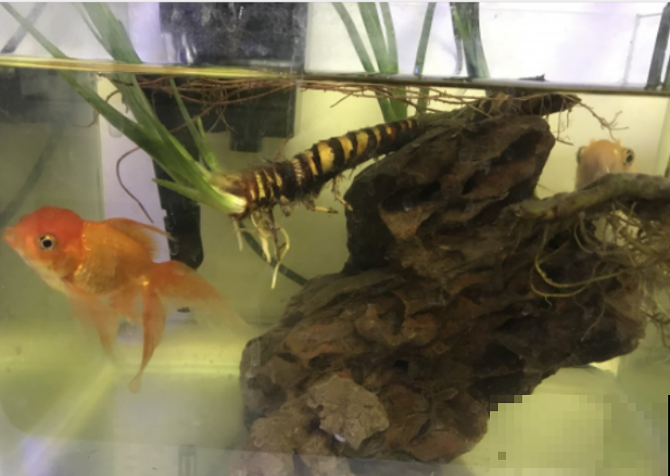 水培植物总是死，就是因为瓶子里没氧气，用这几招轻松改善！