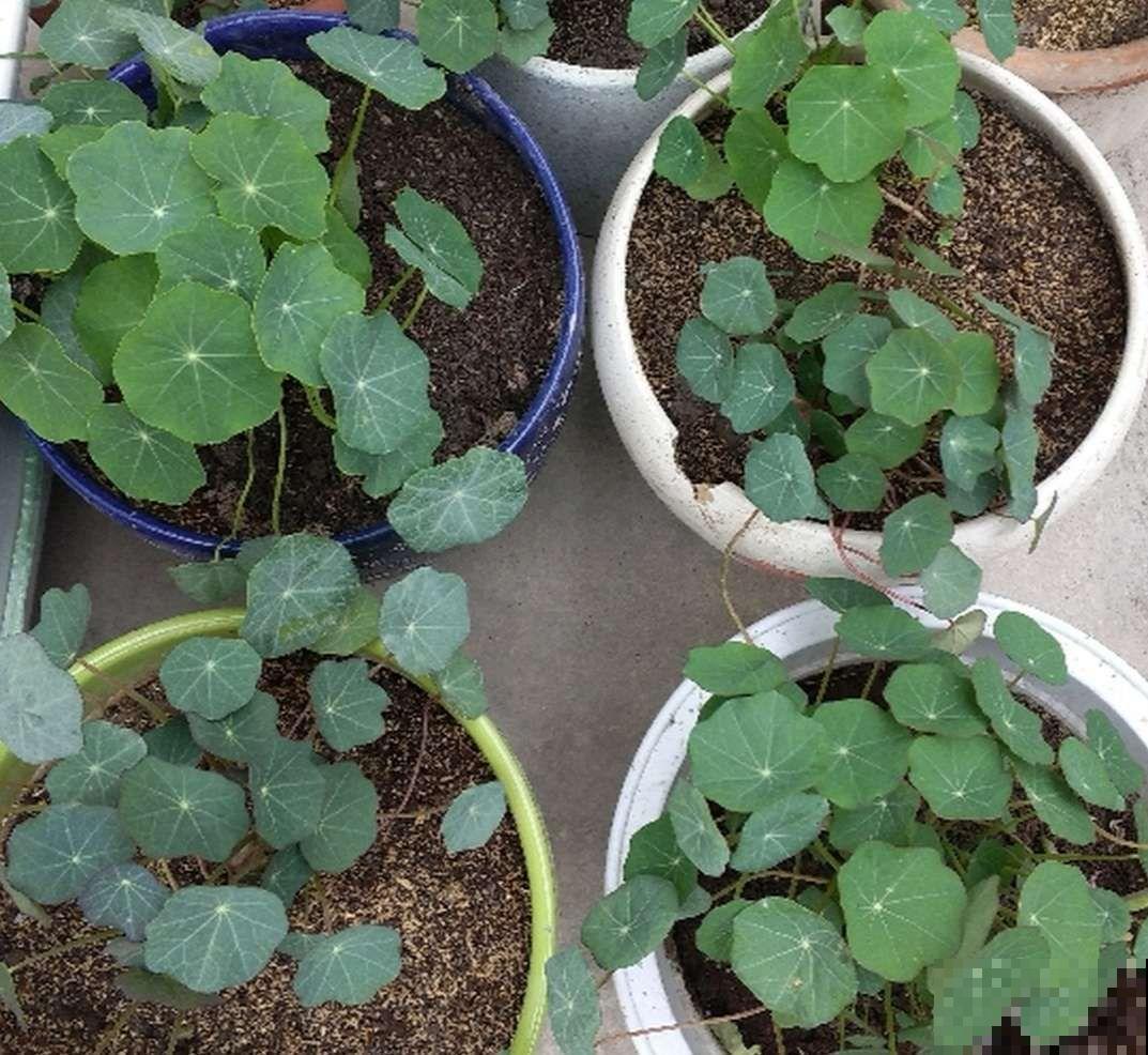 叶子像铜钱草的花，年年爆成大花球，春秋两季都在开！