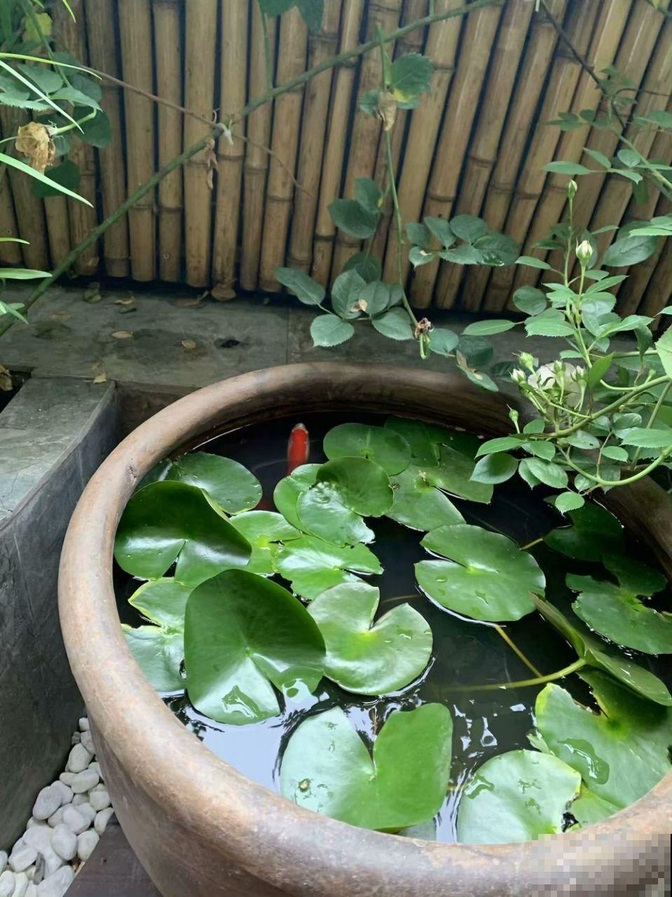 他家的露台，转眼一年大变身，赏花喝茶，像诗一样的生活！
