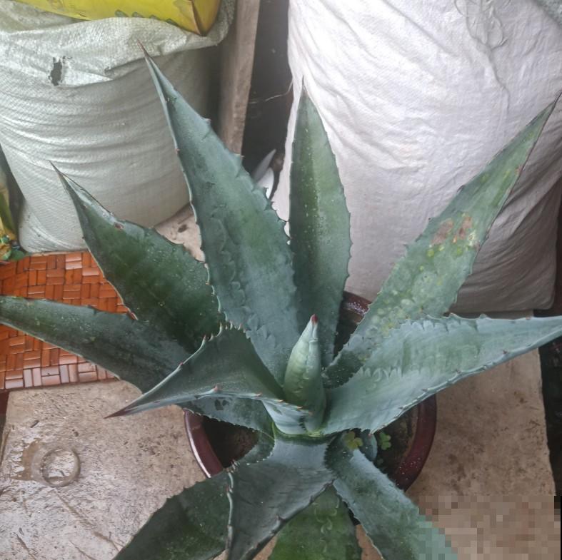 这两种花效果堪比花露水，哪里痒就擦哪里，专治蚊虫叮咬！
