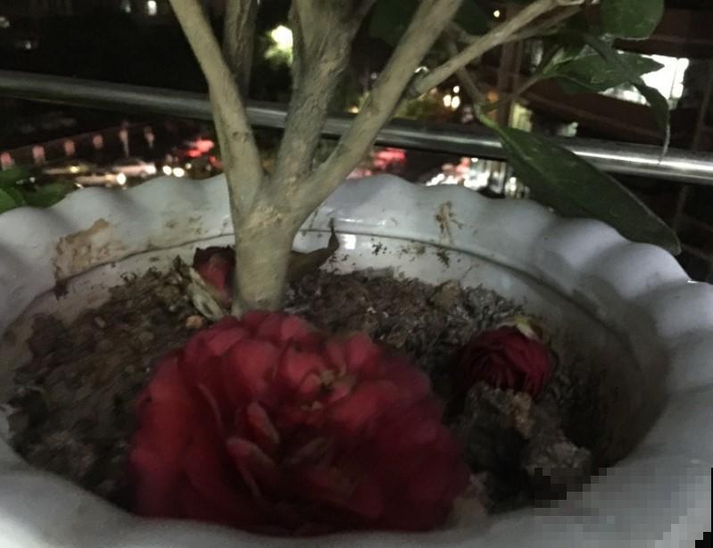 茶花突然掉花苞，这个季节真是不应该，赶紧这样做才能挽救回来！