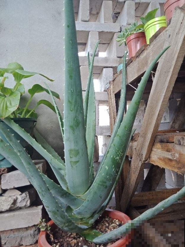 家里养这3种植物赚大了，不仅美貌赏不够，能吃能闻还能用！