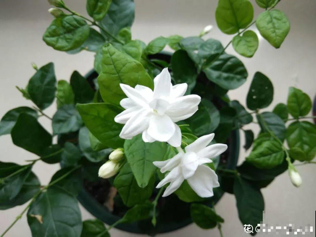 想要告别养花新手期，先要会浇水，根养壮了啥都好说！