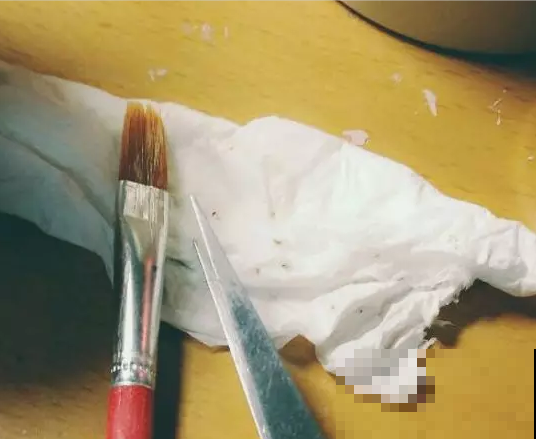 多肉身上爬满介壳虫，几招就轻松清除，重新变成鲜嫩小胖肉！