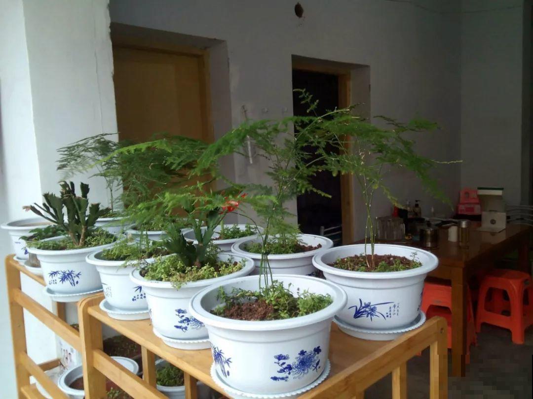 这8种花，趁着秋天赶紧分株，明年光买盆就够了！