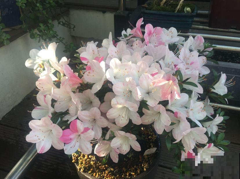 杜鹃花长得太美像玫瑰？做到这几点，花期还能提前
