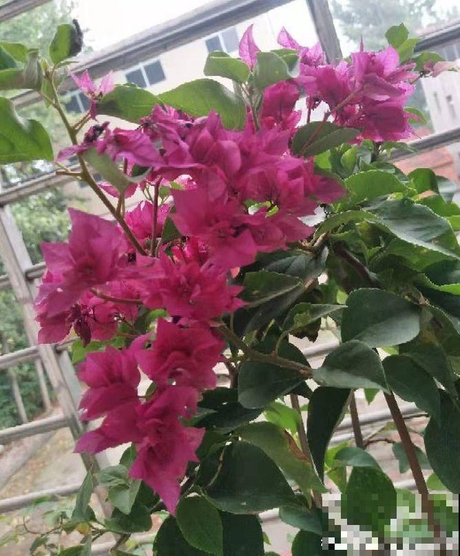 三角梅不开花？旱它15天，花苞蹭蹭往外冒！