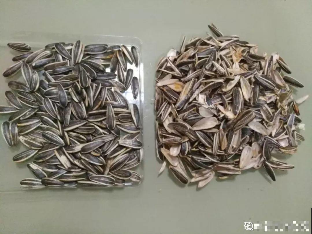 废料垫盆底，透气有营养，养花再也不烂根！