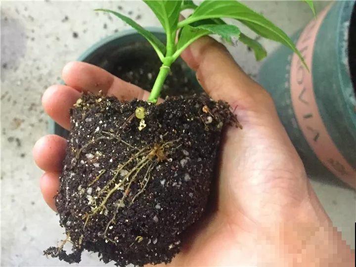 扦插有了它，生根快还不黑腐，每根枝都能活！