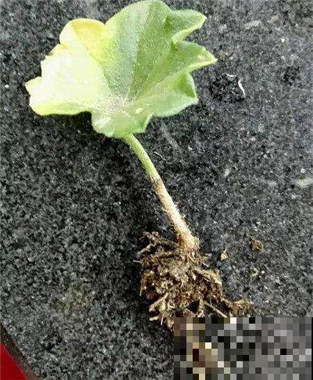 小小叶子插出满阳台的花，秋天成活最高的是它，邻居家揪点就成活
