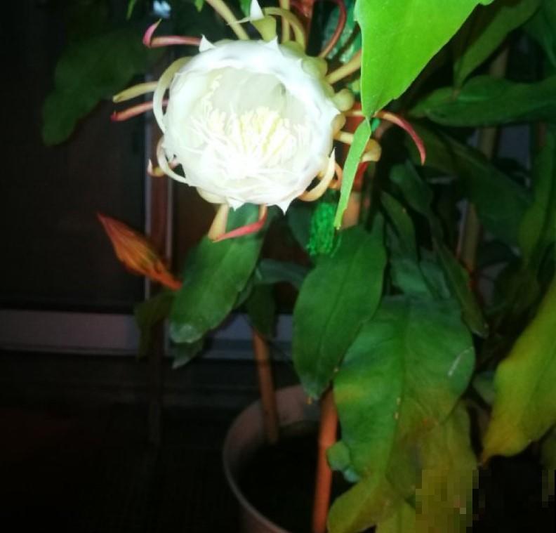 你们见过昙花开花吗？没有见过的，掐个叶，就能种！