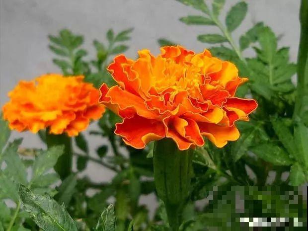 年纪大了，就养这6种寿星花，健康养身心