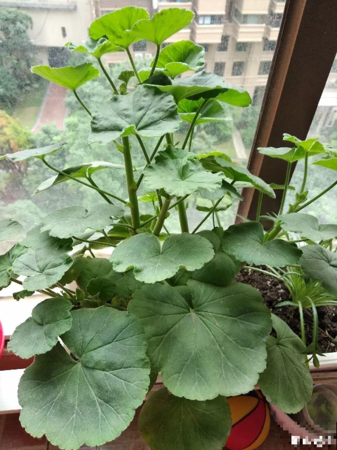 这花真便宜，不用一百块摆满一阳台，花多得看不见叶子！