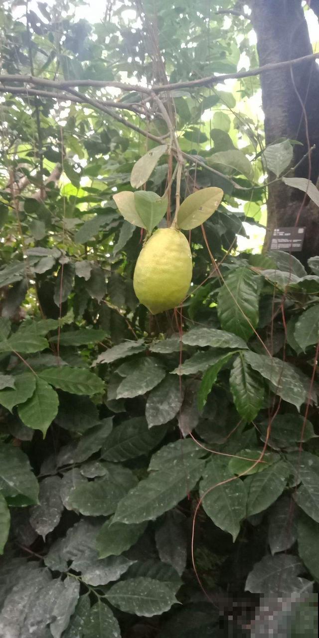 常说的柠檬，在自家阳台就可以种，明年就能吃到酸甜可口的果实