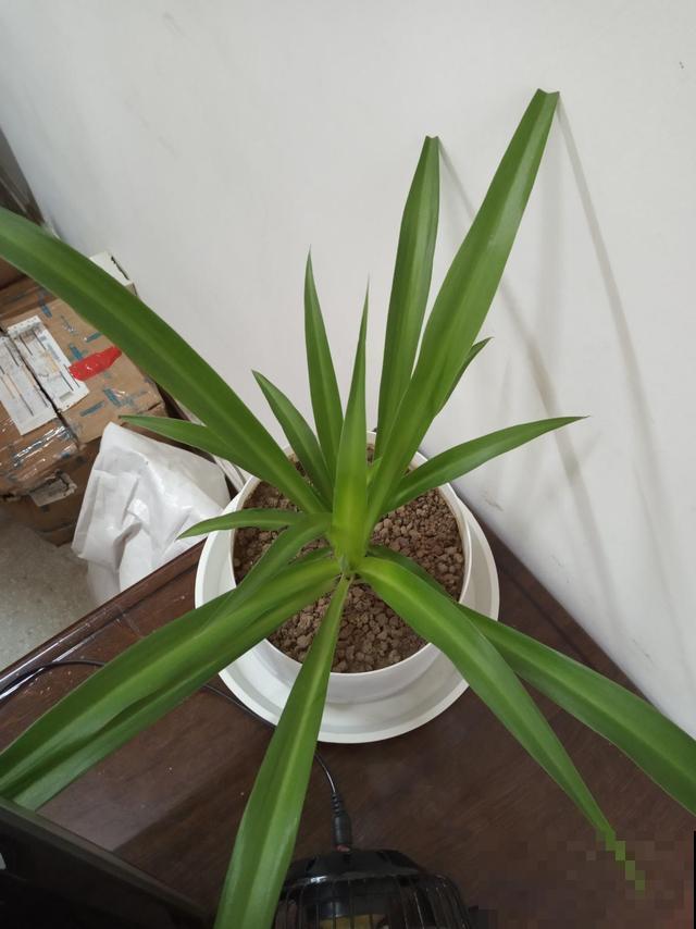 晒太阳常换水，根系成熟再水培，养出的吊兰贼好看