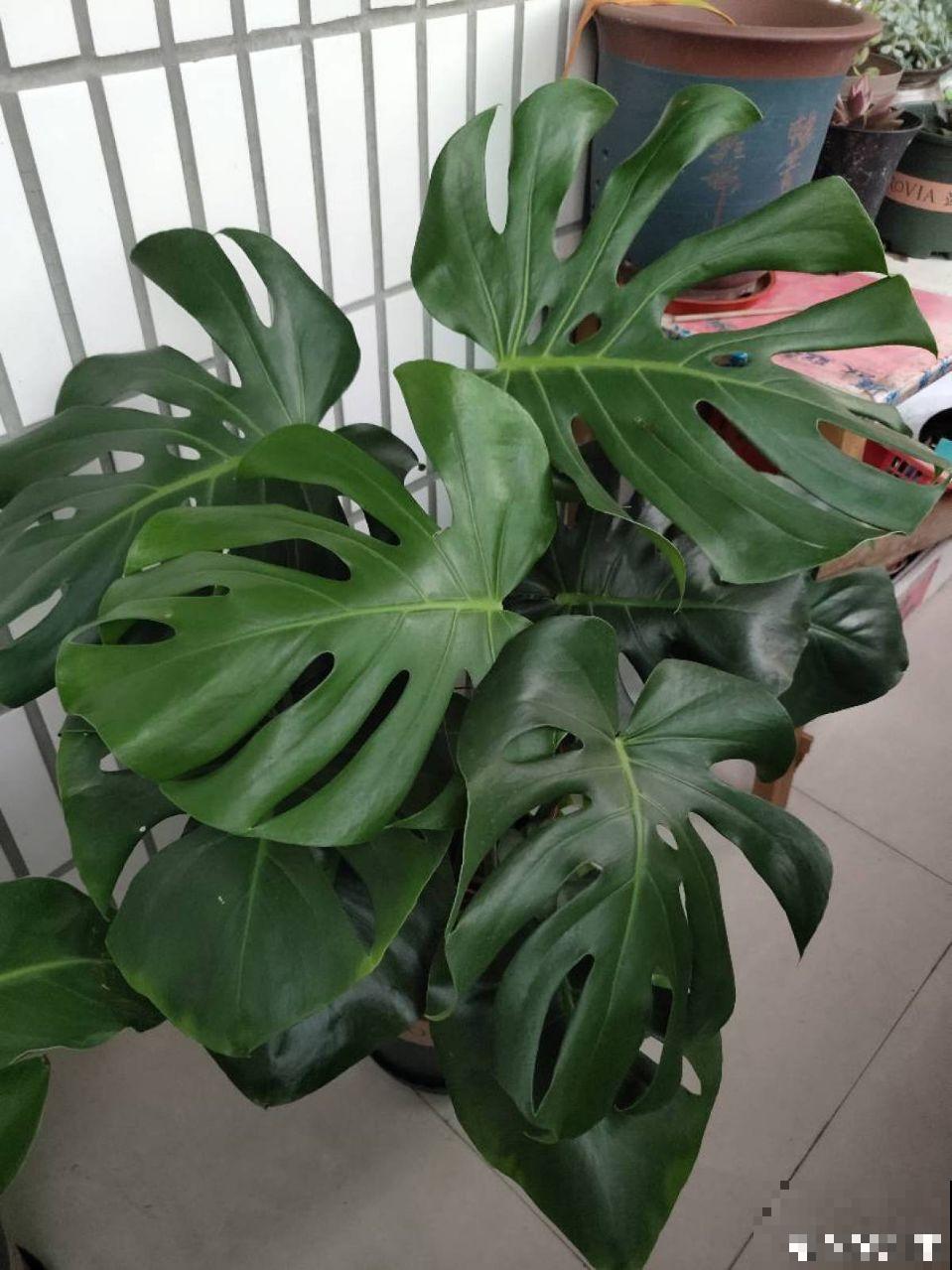 这花秋天最怕晒，晒一盆死一盆，赶紧挪个地儿！
