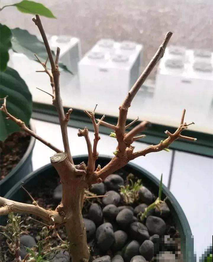 这花就得贱养，摘光叶子，少浇水，开花才会多！