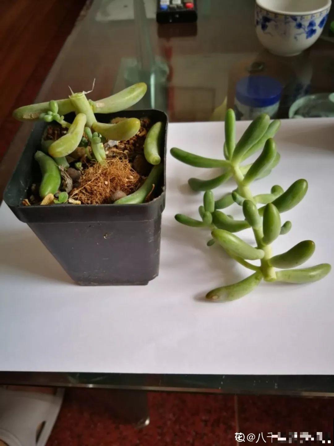 这8种夏天的休眠的花，秋天一醒就长个，满盆窜花苞！
