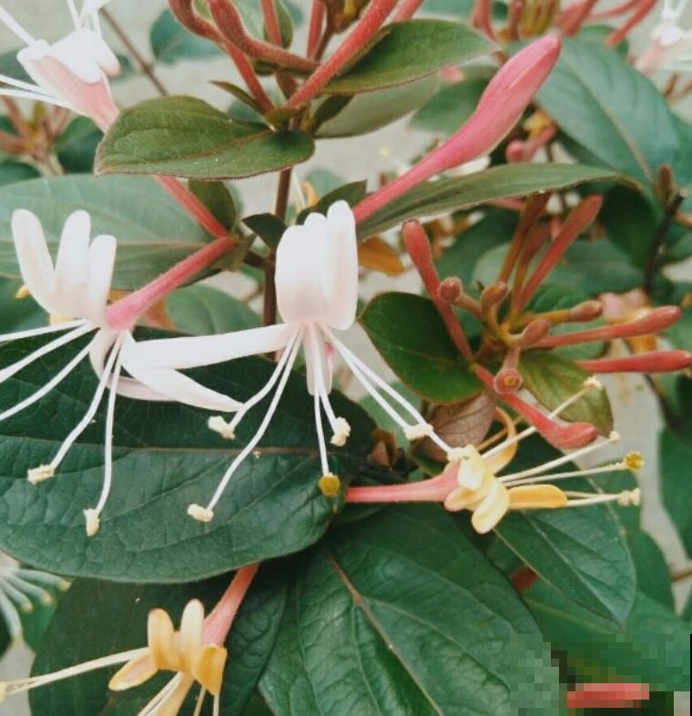 养花养这些，开出来的花还能泡茶喝，养花真是值大了！
