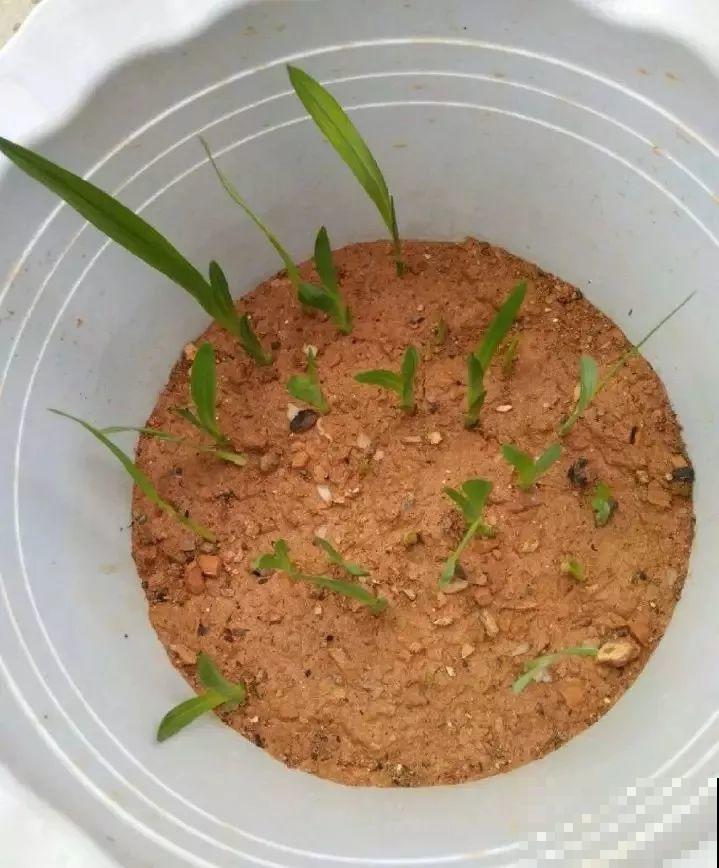 这花特好养，水越少花越多，一串能开16朵！