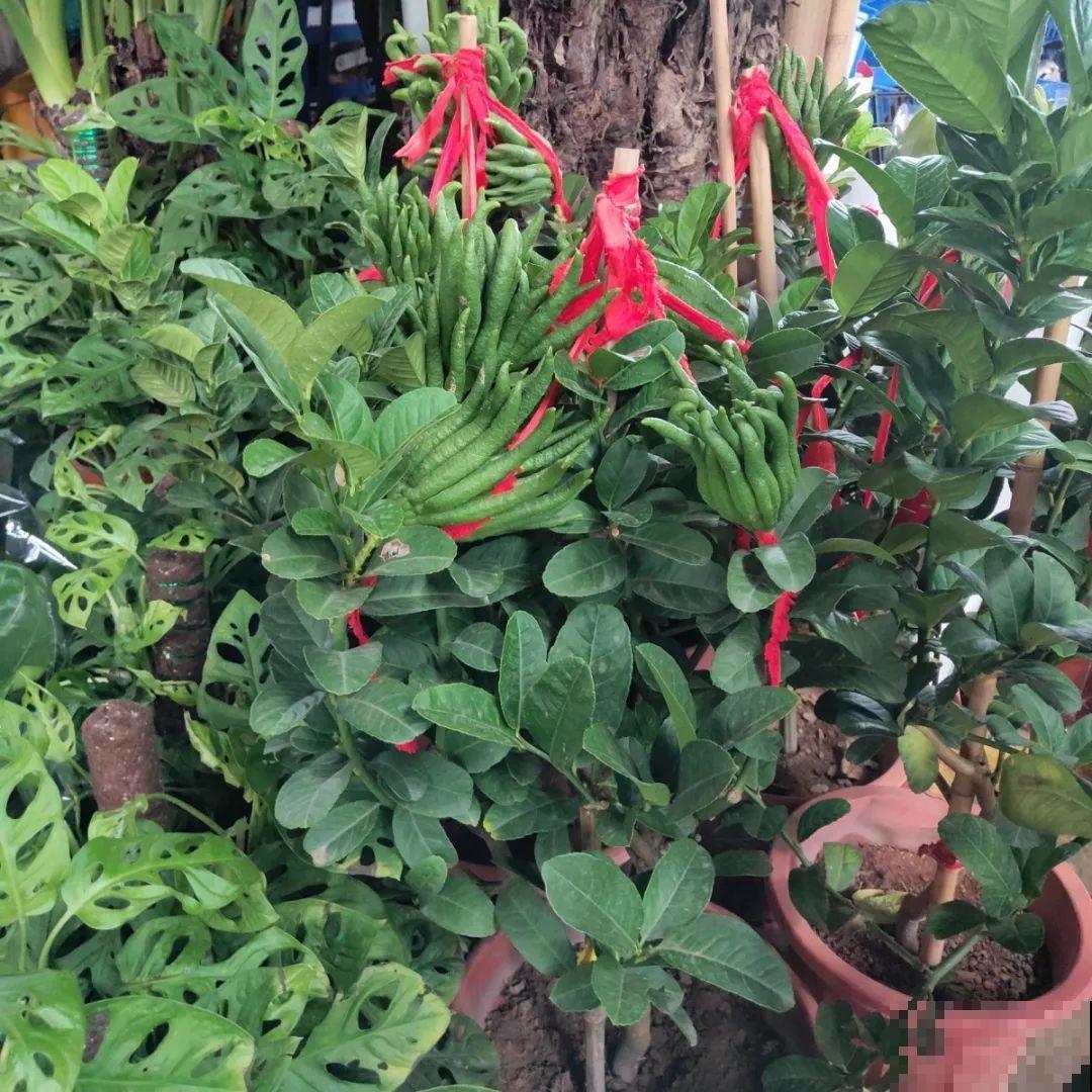 9月份逛花市，这花最好看、最好养，放心抱回家！