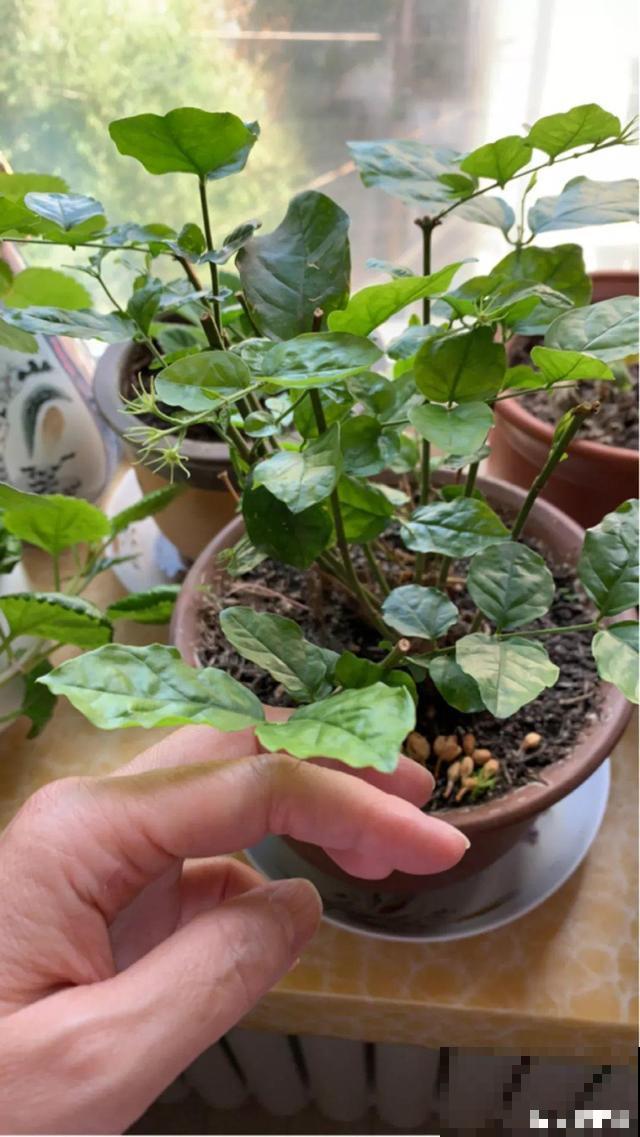 这种花秋冬这么养，明年开花成瀑布，现在明白还不晚
