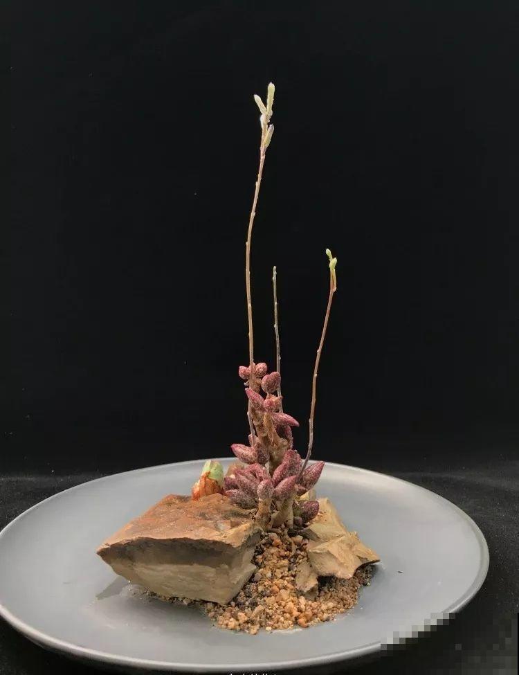 厨师改行养多肉，色香味俱全，真想让人一口吃掉！