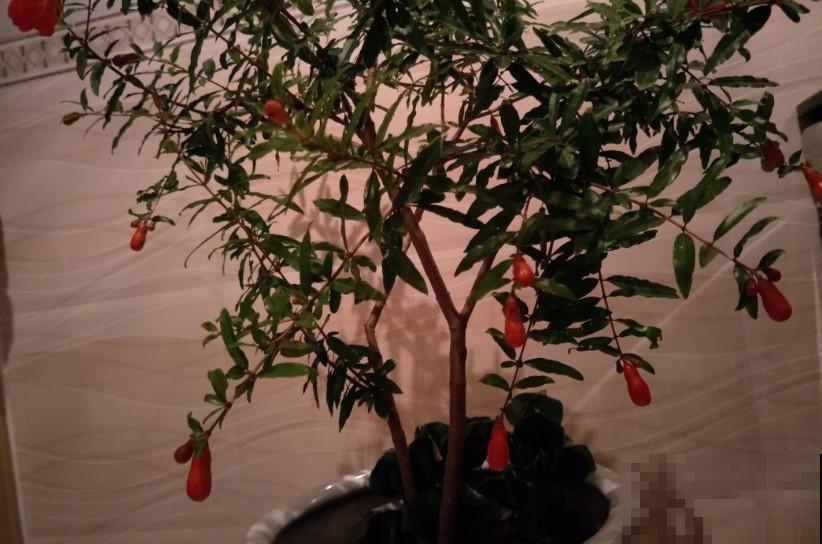 移栽石榴树苗，在家养一盆，今年的石榴就不愁吃了！